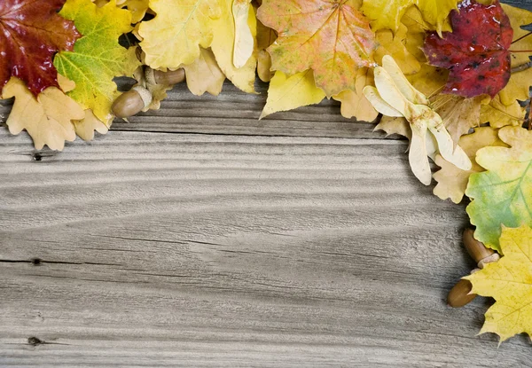 Fondo de hojas multicolores de otoño — Foto de Stock