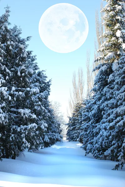 Sneeuw bedekte bont-boom alley — Stockfoto