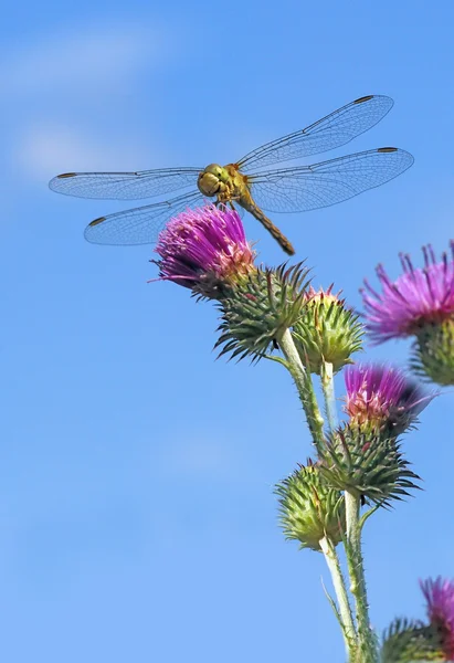 Libelle — Stockfoto