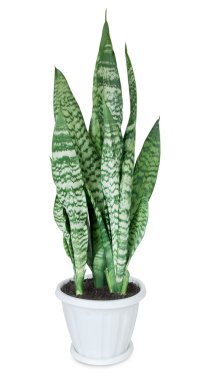 evde bitki sansevieria