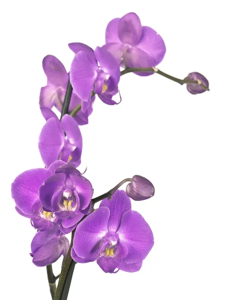 Orchidea ág — Stock Fotó