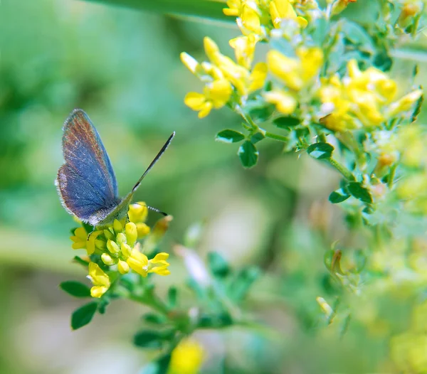 Blauer Schmetterling — Stockfoto