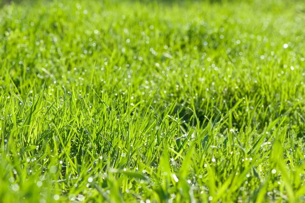 Grama verde com gotas de orvalho — Fotografia de Stock