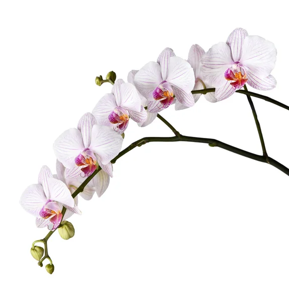 Pobočka bílé orchideje — Stock fotografie