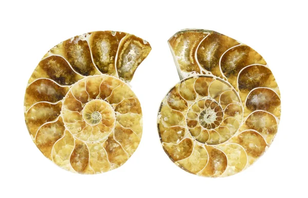 Ammonite fossilisée — Photo