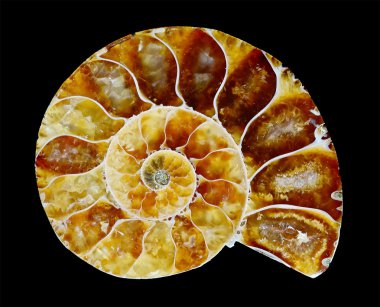 Fossilized ammonite clipart