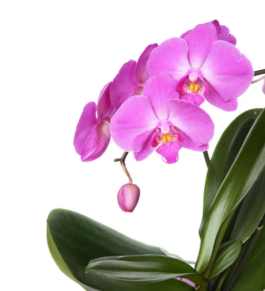 Orchid på vit — Stockfoto