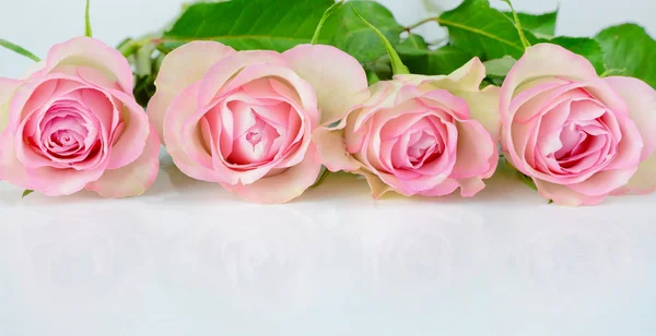 Four pink roses — Stock Photo, Image