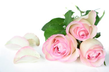 Güller çiy damlaları