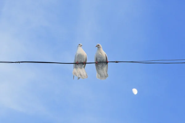 Pombas brancas — Fotografia de Stock