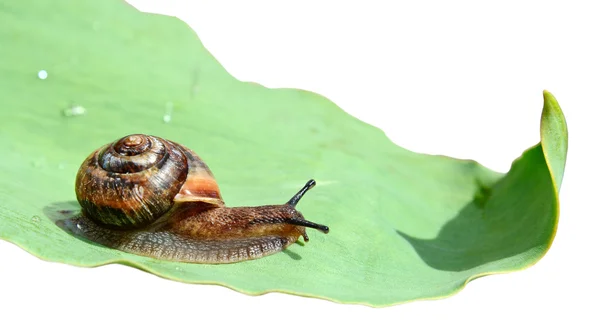 蜗牛爬行在绿叶上 — 图库照片