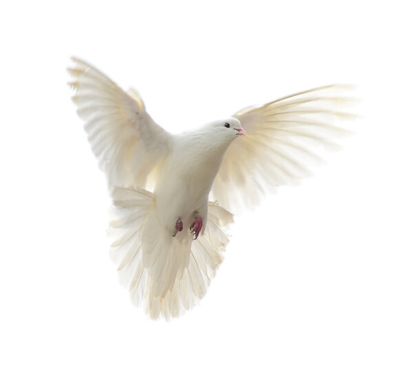 white dove