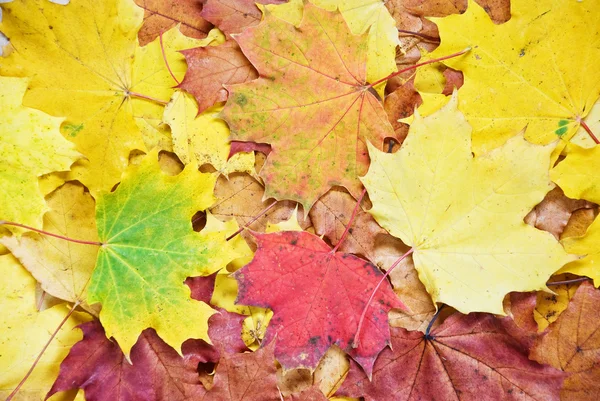 Hojas de otoño — Foto de Stock