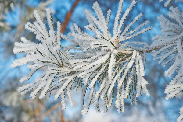 Pine needles covered hoarfrost