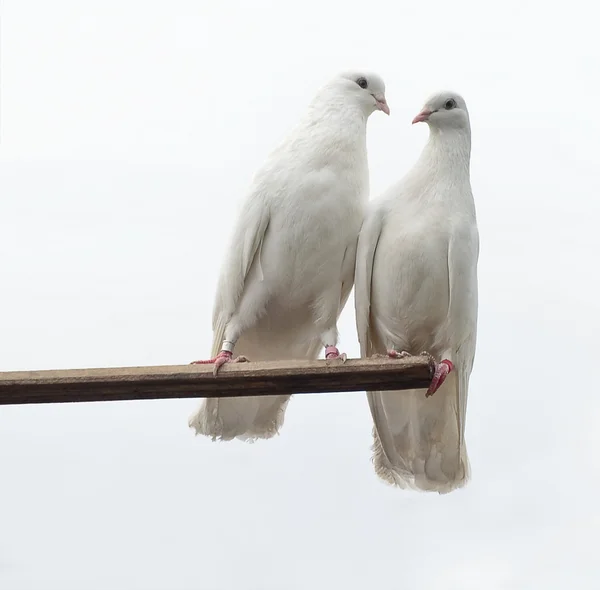 Weiße Tauben — Stockfoto