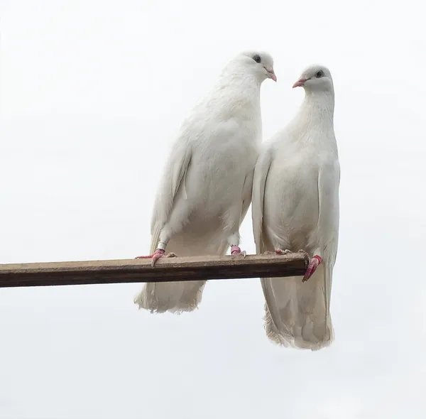 Palomas blancas — Foto de Stock