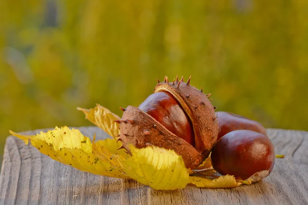 Sonbahar sakin bir hayat — Stok fotoğraf