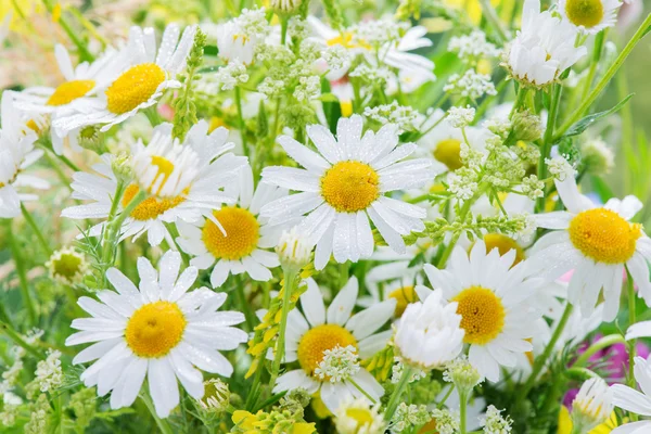 Marguerites couvertes gouttes de rosée — Photo