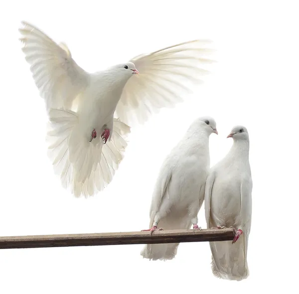 Beyaz güvercinler — Stok fotoğraf
