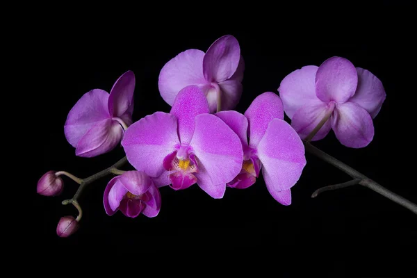 Orchidej na černém pozadí — Stock fotografie
