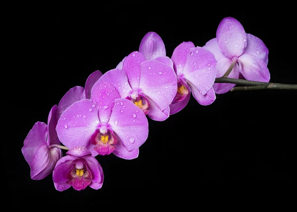 Orchid på svart — Stockfoto