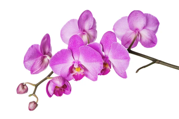 Orchidea su bianco — Foto Stock