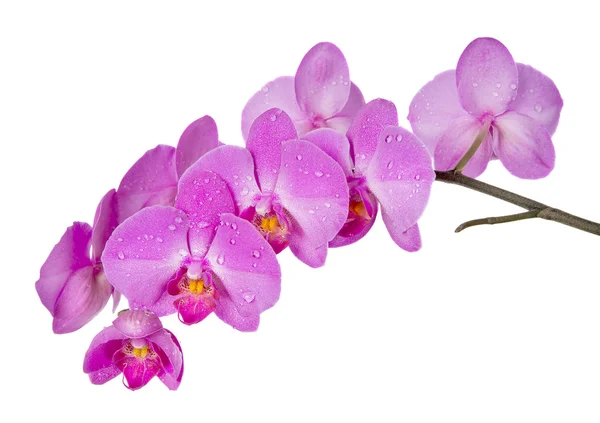 Orchidee auf weiß — Stockfoto