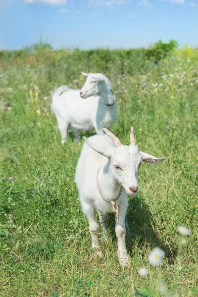 White goats — Stock Photo, Image