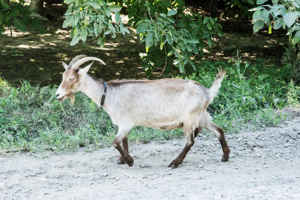 Goat goes on road — Stock Photo, Image