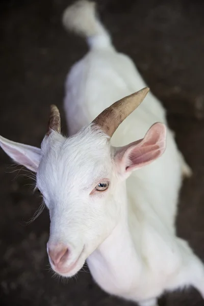 White goat — Stock Photo, Image