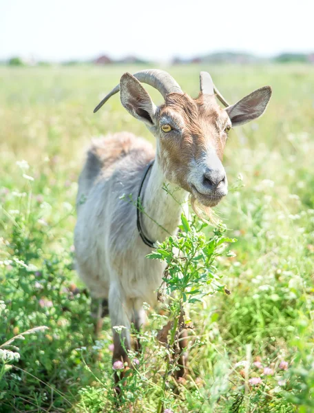 Dark goat — Stock Photo, Image