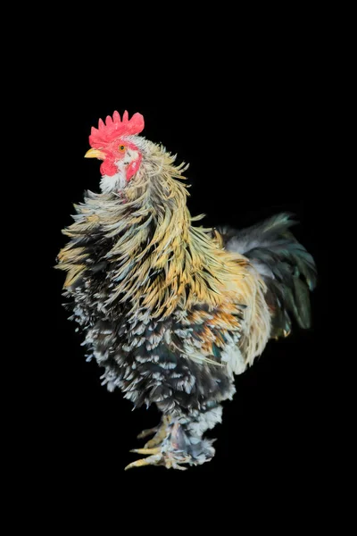 Decorative cock — Stock Photo, Image