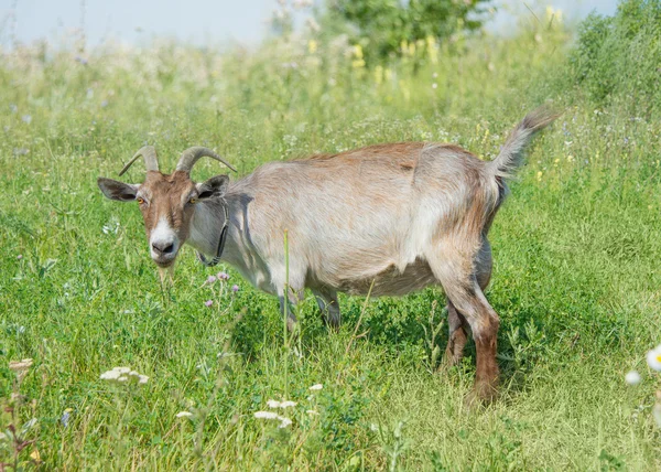 Тёмная коза — стоковое фото