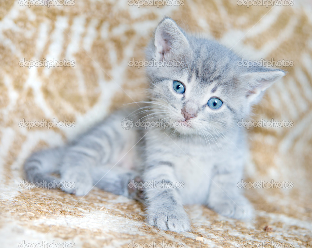 Gri kedi yavrusu — Stok Foto © Epitavi 50708111