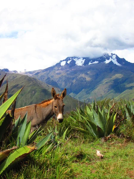 Burro Nas Montanhas Maras Peru Fotografia Animal — Fotografia de Stock