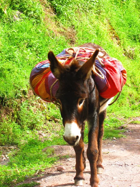 Burro Natureza Fotografia Animal — Fotografia de Stock