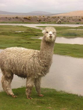 Arequipa 'daki Alpaca. Güney Amerika 'dan Camelid.