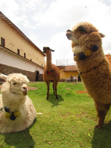 Alpacas Ciudad Cusco Peru Fotografa Viaje — Stockfoto