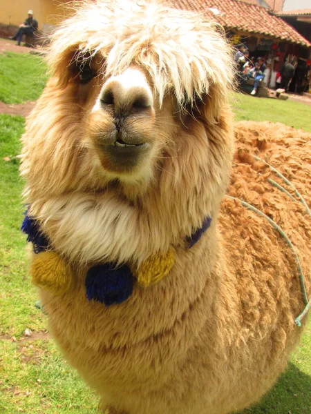 Alpacas Ciudad Cusco Animales Naturaleza — Fotografia de Stock