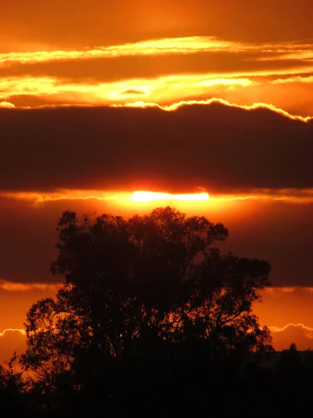 Arbre Feuilles Nature Silhouette Coucher Soleil Explorer Nature — Photo