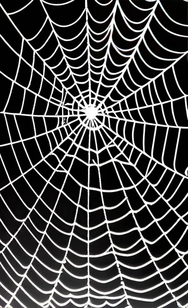 black spider web on white background