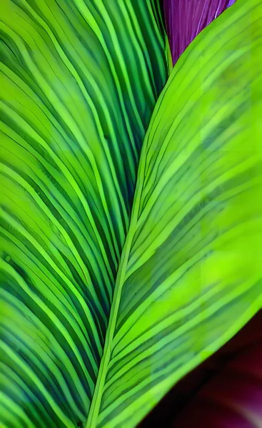 green leaves background. tropical jungle.