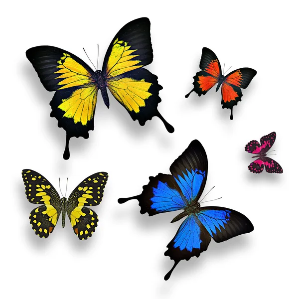 Colorful butterflies — Stock Photo, Image