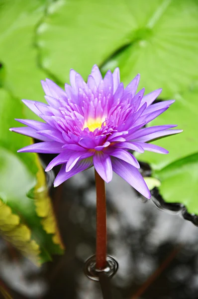 Fiore di loto o ninfee — Foto Stock
