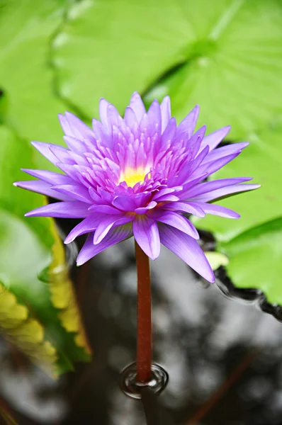 Lotusblume oder Seerose — Stockfoto