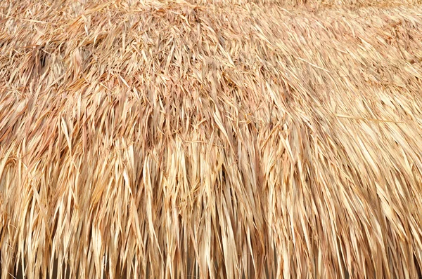 Thatch roof — Stock Photo, Image