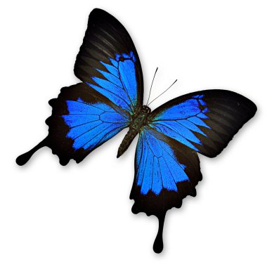 Colorful butterfly clipart
