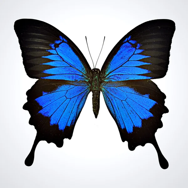 Mariposa azul colorida — Foto de Stock