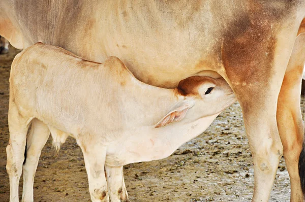 Vaca alimentando um bezerro — Fotografia de Stock