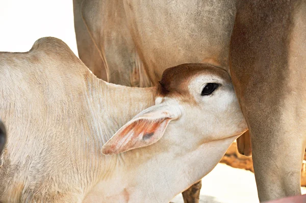 Vaca alimentando um bezerro — Fotografia de Stock